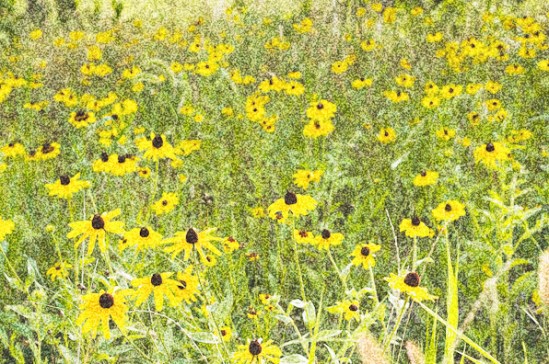 Black Eyed Susan, Hagerstown, Maryland, October 2009