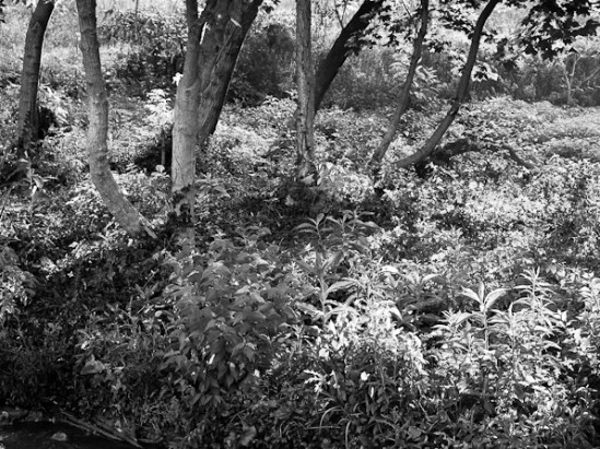 When I See in Black And White, Stream Bank, Hagerstown, Maryland