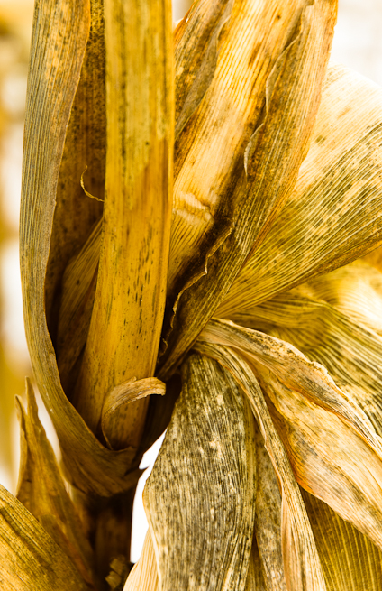 Corn Twist, Antietam Battlefield, Sharpsburg, Maryland, December