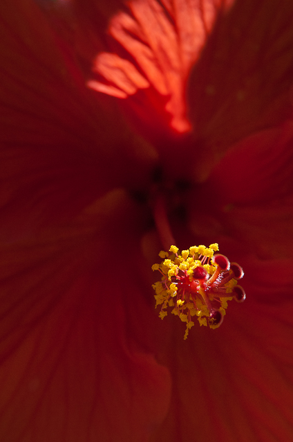 Hibiscus, Private Garden, Hagerstown, Maryland, July 1, 2013