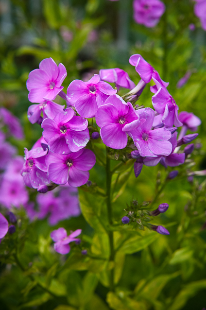 Upright Phlox, Private Garden, Hagerstown, Maryland, July 1, 201