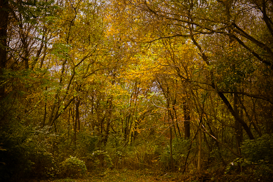 Woodlot, Hunter Hill, Hagerstown, Maryland, October 22, 2013
