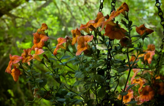 Balcony Garden, Hunter Hill, May 11, 2014