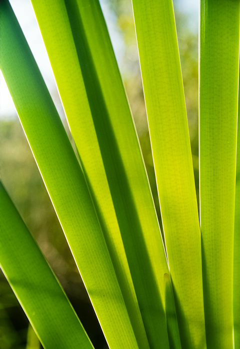 Flora, North Tract, Patuxent Research Center, Maryland, May 22,