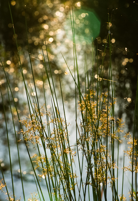 Dazzles, North Tract, Patuxent Research Center, Maryland, May 22