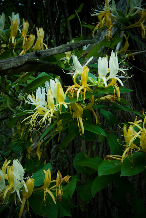 Honeysuckle, Hunter Hill, Hagerstown, Maryland, June 4, 2015