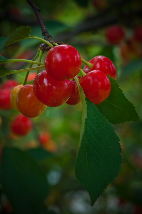 Ripening Cherries, Washington County, Maryland, June 11, 2015.