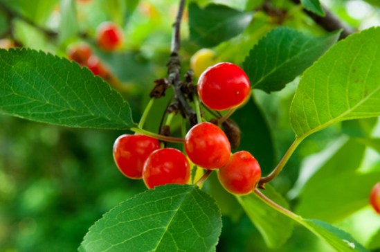 Ripening Cherries, Washington County, Maryland, June 11, 2015.
