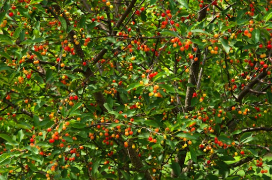 Ripening Cherries, Washington County, Maryland, June 11, 2015.