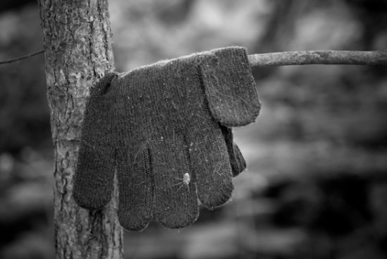 Glove With Long Legs, Washington County Regional Park, Hagerstow